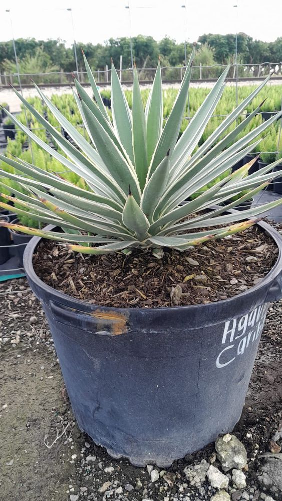 agave-angustifolia-carribean-agave