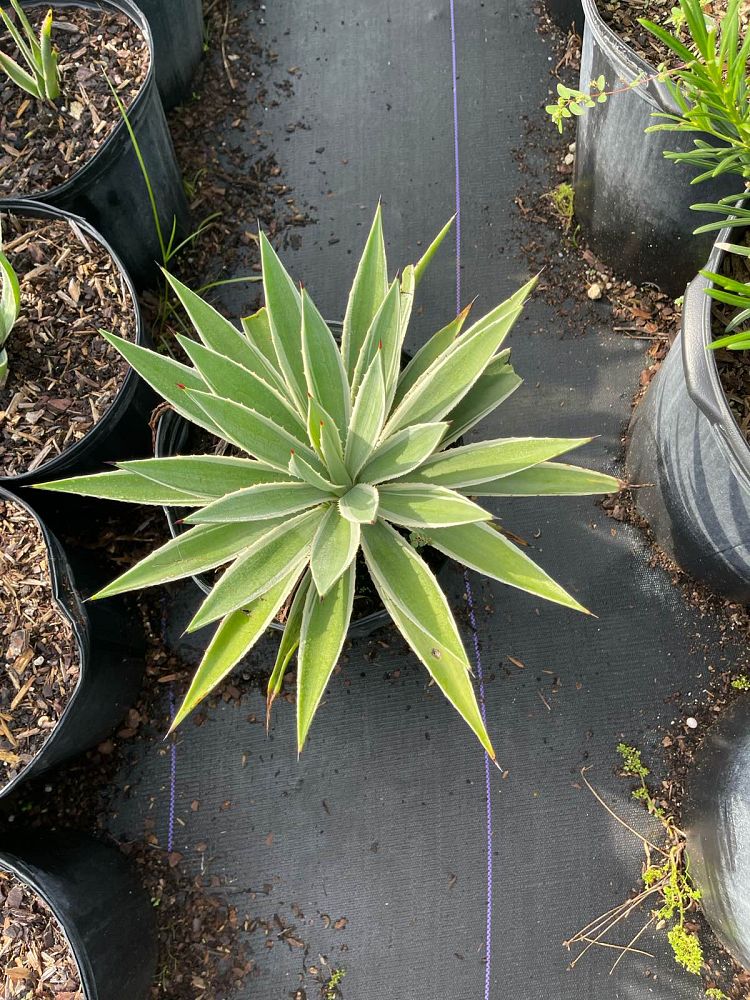 agave-angustifolia-carribean-agave