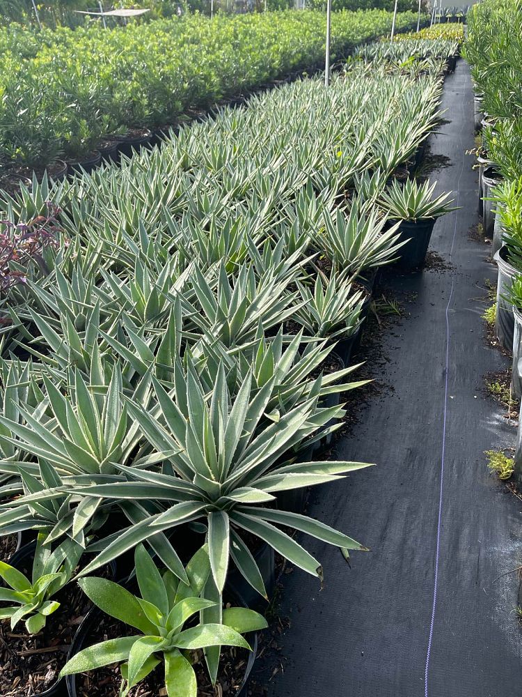 agave-angustifolia-carribean-agave