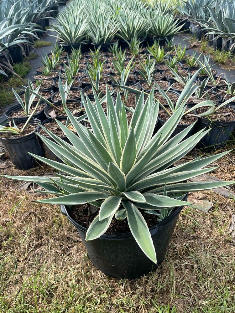 agave-angustifolia-carribean-agave