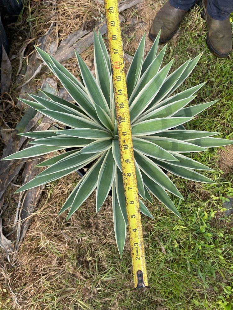 agave-angustifolia-carribean-agave