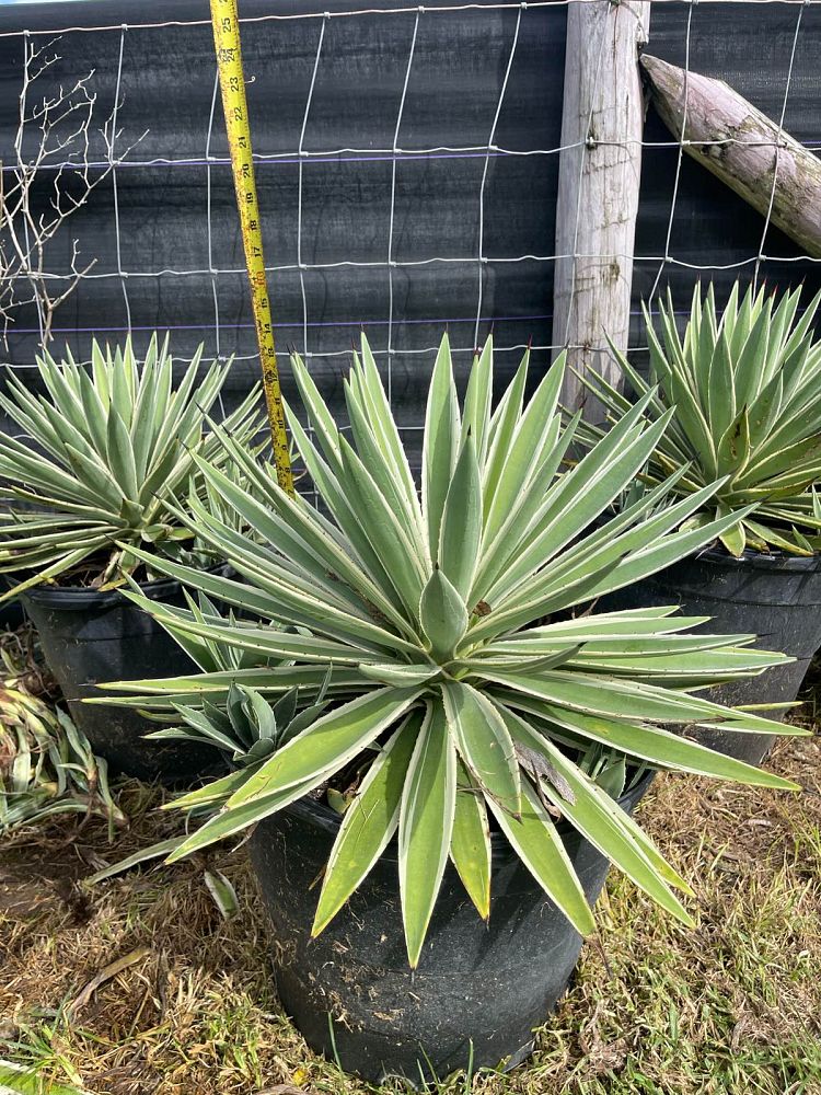 agave-angustifolia-carribean-agave