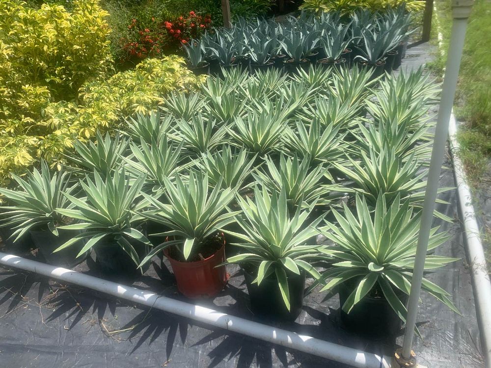 agave-angustifolia-carribean-agave