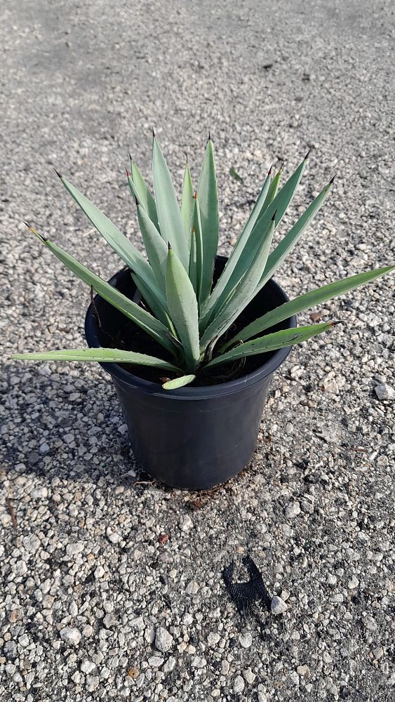 agave-angustifolia-carribean-agave