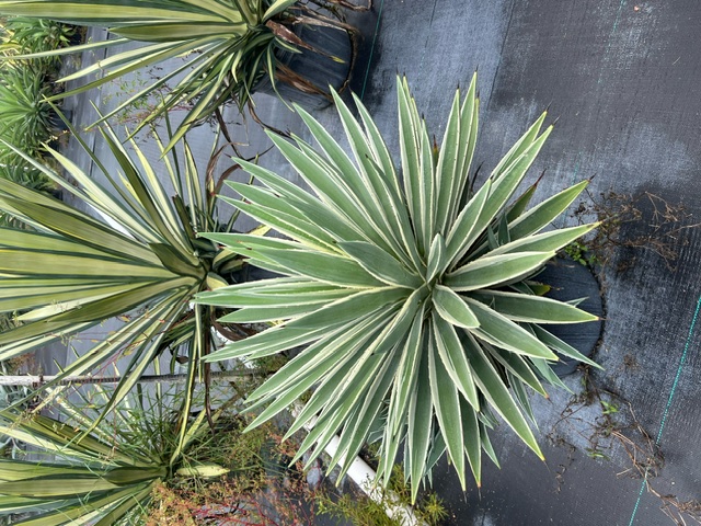 agave-angustifolia-carribean-agave