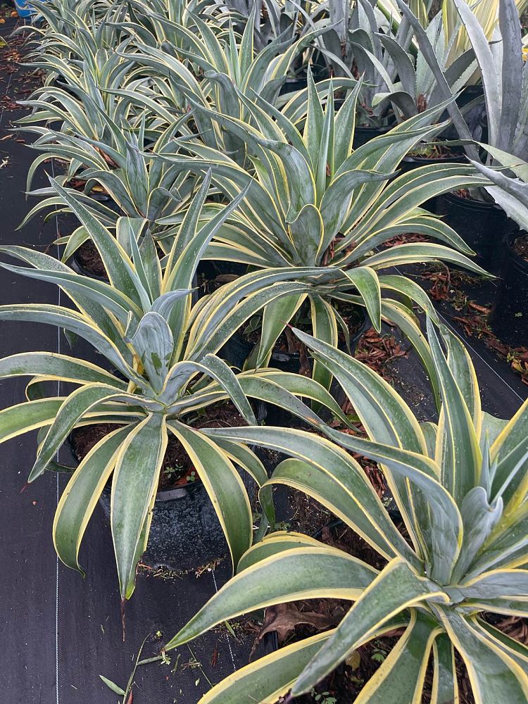 agave-angustifolia-marginata-carribean-agave