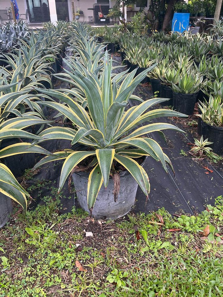 agave-angustifolia-marginata-carribean-agave