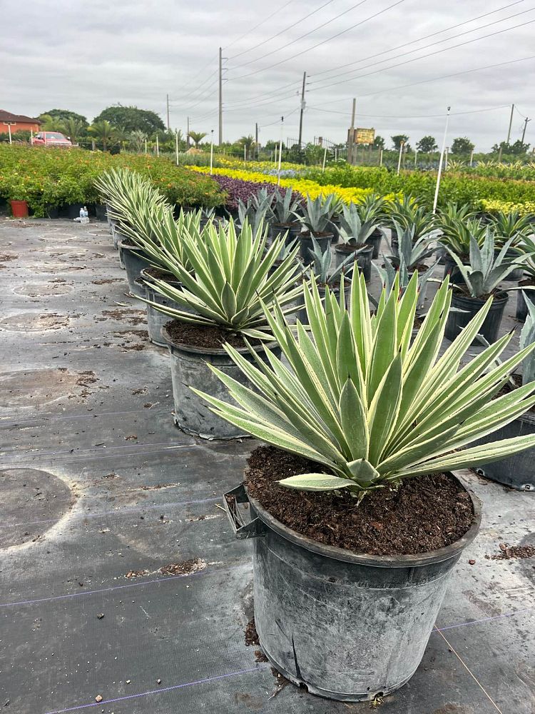 agave-angustifolia-var-marginata-agave-variegated-caribbean