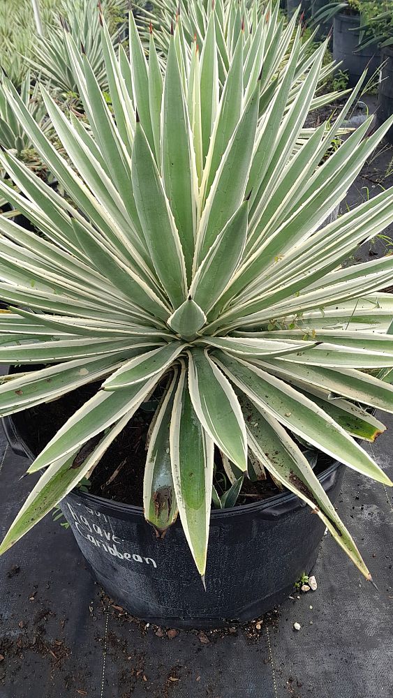 agave-angustifolia-var-marginata-agave-variegated-caribbean