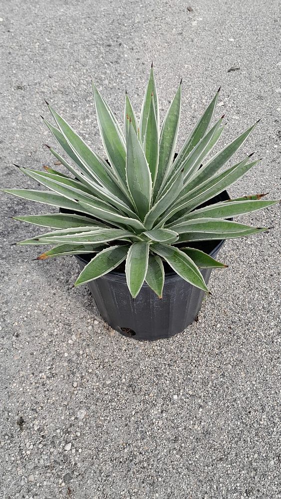 agave-angustifolia-var-marginata-agave-variegated-caribbean