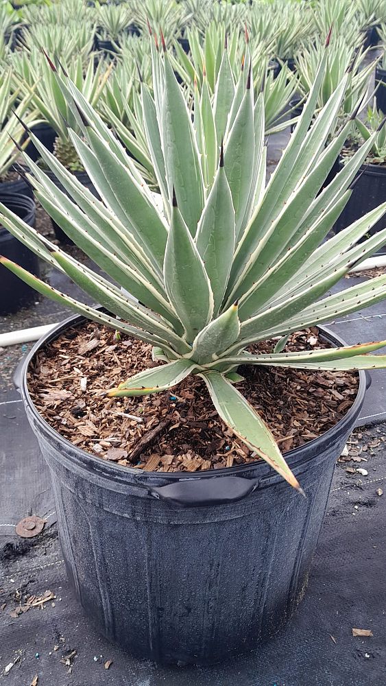 agave-angustifolia-var-marginata-agave-variegated-caribbean