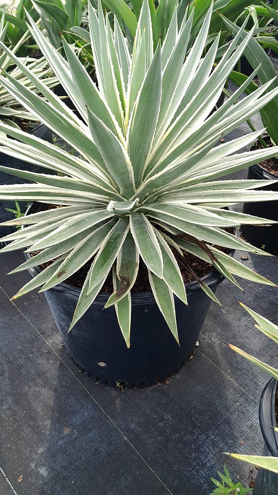 agave-angustifolia-var-marginata-agave-variegated-caribbean