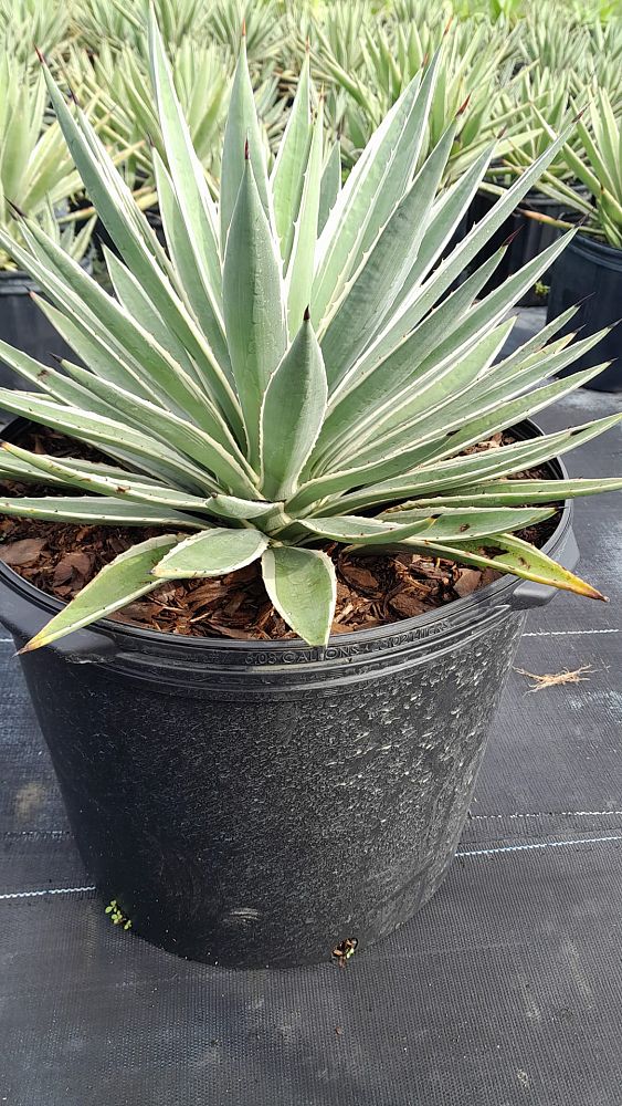 agave-angustifolia-var-marginata-agave-variegated-caribbean