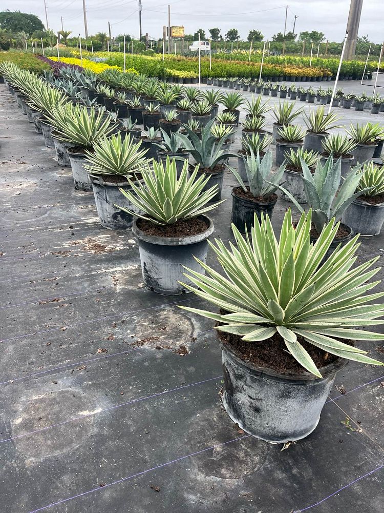 agave-angustifolia-var-marginata-agave-variegated-caribbean