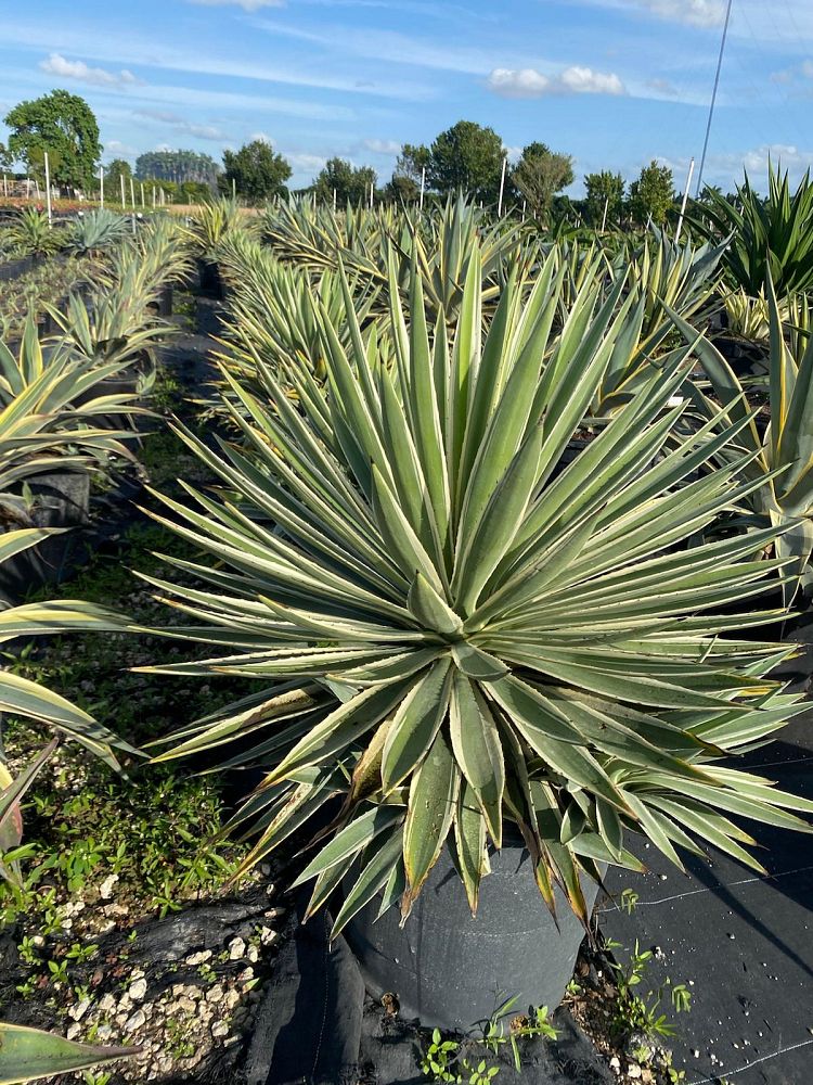 agave-angustifolia-var-marginata-agave-variegated-caribbean