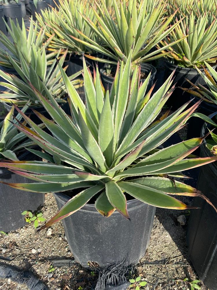 agave-angustifolia-var-marginata-agave-variegated-caribbean