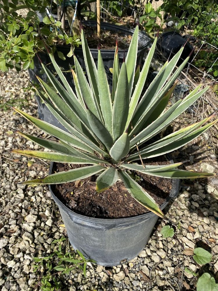 agave-angustifolia-var-marginata-agave-variegated-caribbean