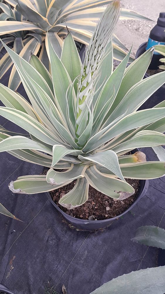 agave-attenuata-ray-of-light-dragon-tree-agave-spineless-agave-foxtail-agave