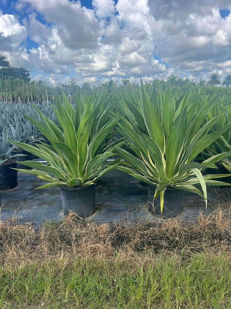 agave-attenuata-ray-of-light-dragon-tree-agave-spineless-agave-foxtail-agave