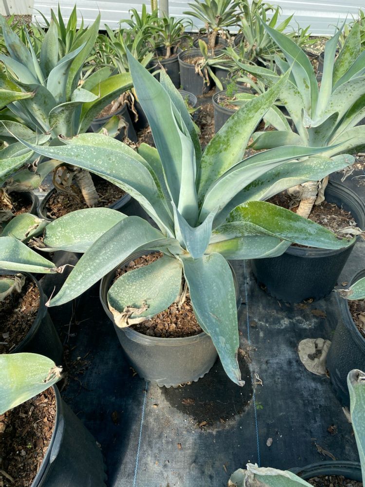 agave-attenuata-spineless-century-plant-soft-tip-agave