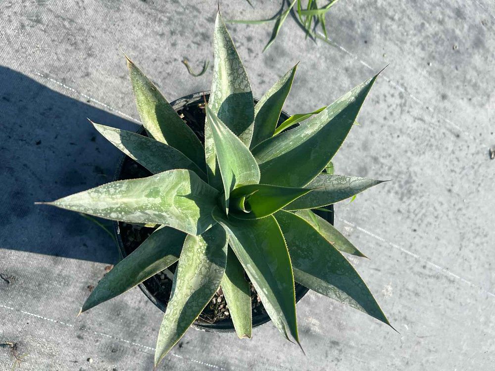 agave-attenuata-spineless-century-plant-soft-tip-agave