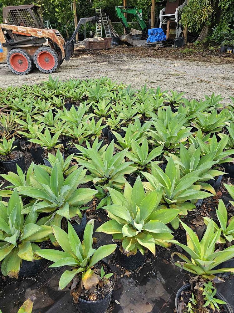 agave-attenuata-spineless-century-plant-soft-tip-agave