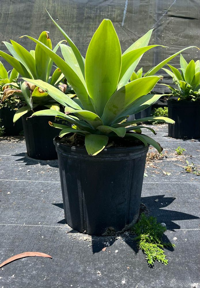 agave-attenuata-spineless-century-plant-soft-tip-agave