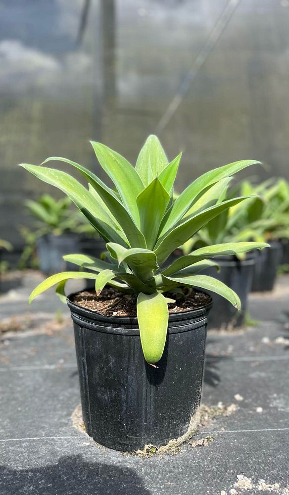 agave-attenuata-spineless-century-plant-soft-tip-agave