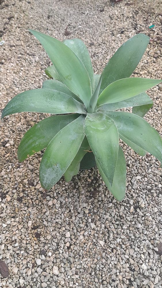 agave-attenuata-spineless-century-plant-soft-tip-agave