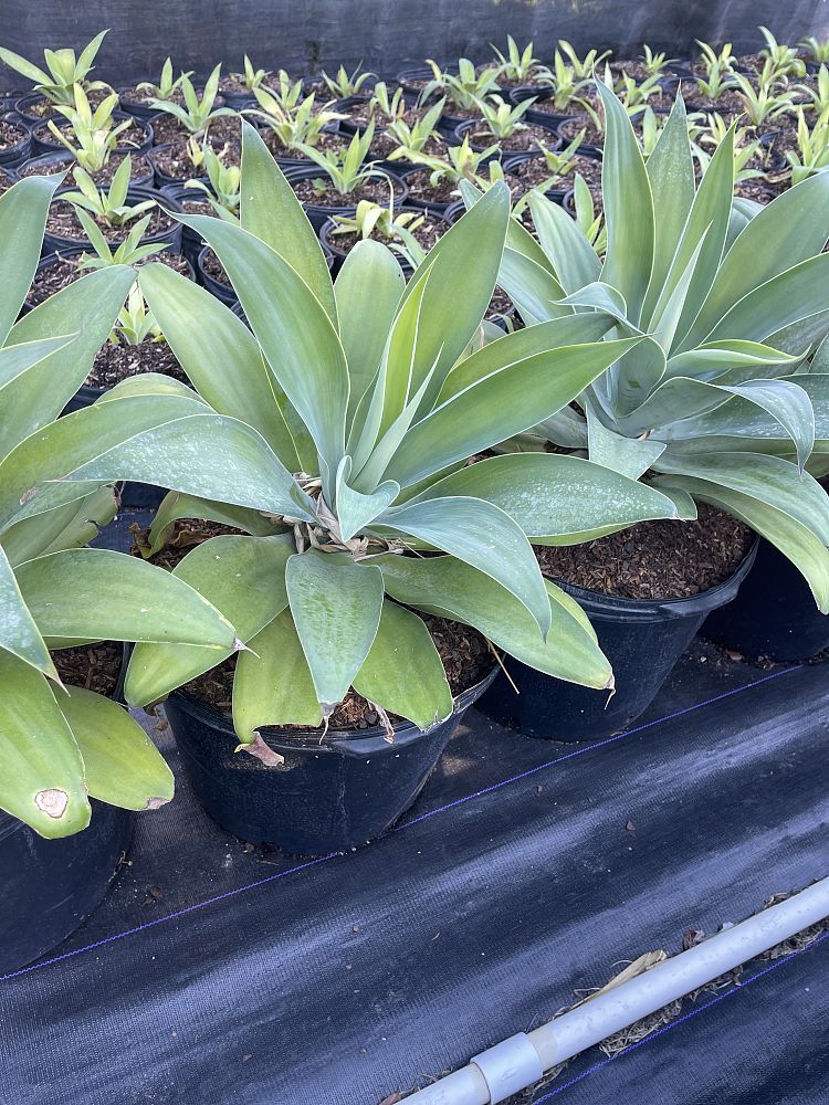 agave-attenuata-spineless-century-plant-soft-tip-agave