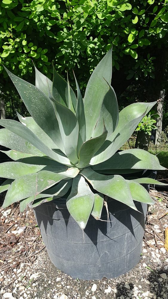 agave-blue-flame