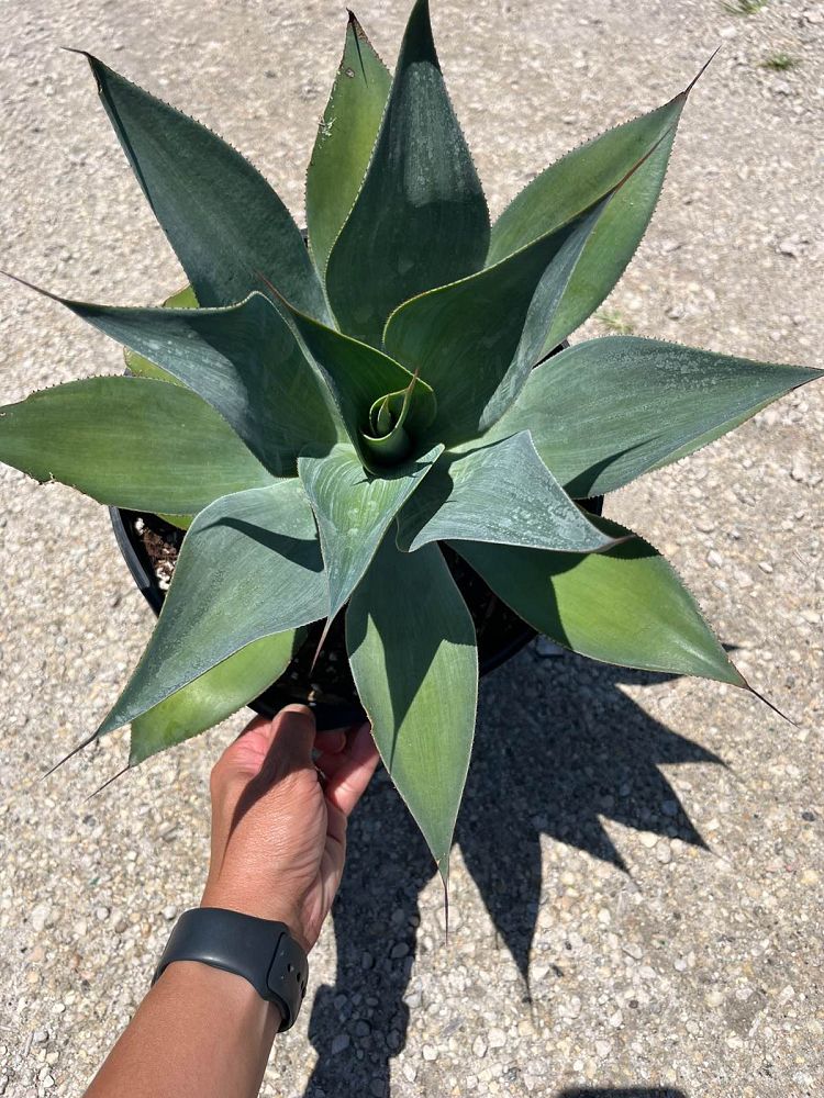 agave-blue-flame