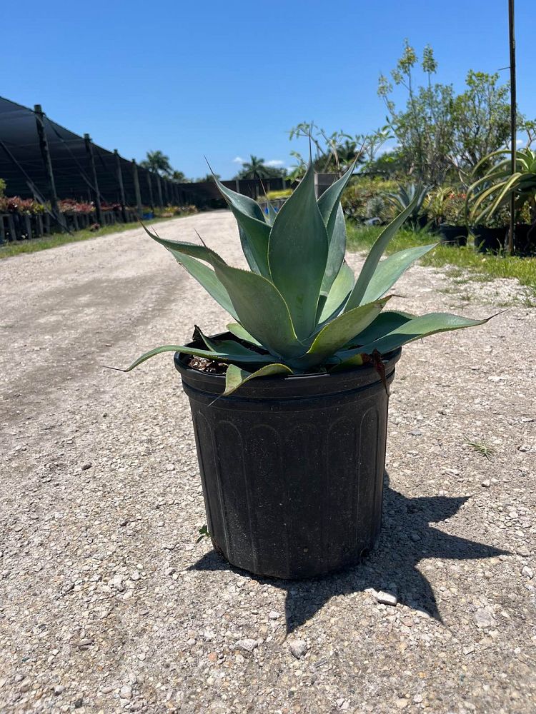 agave-blue-flame