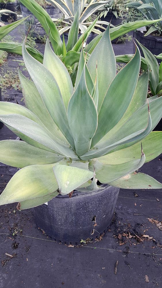 agave-blue-flame