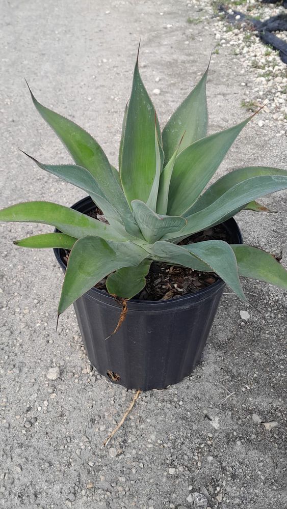 agave-blue-flame