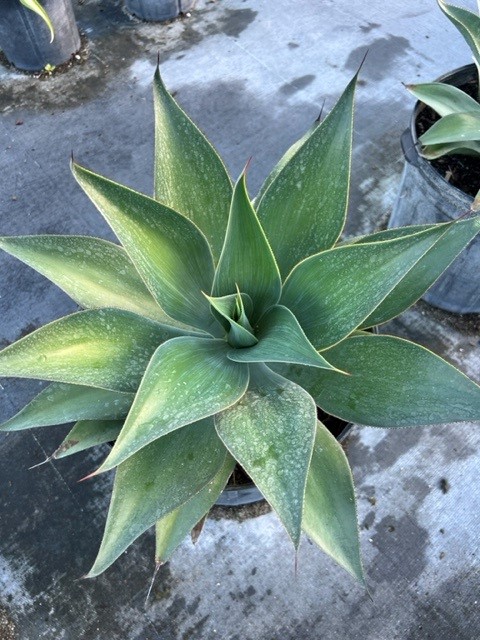 agave-blue-flame