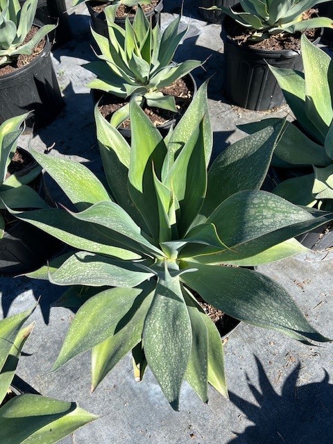 agave-blue-flame