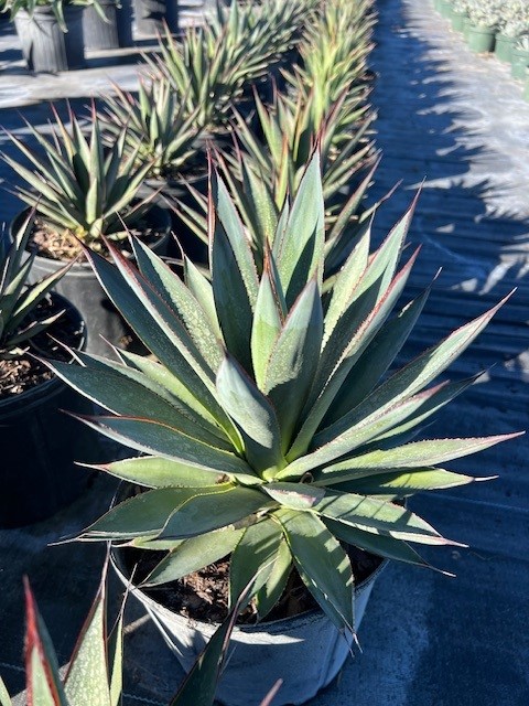 agave-blue-glow