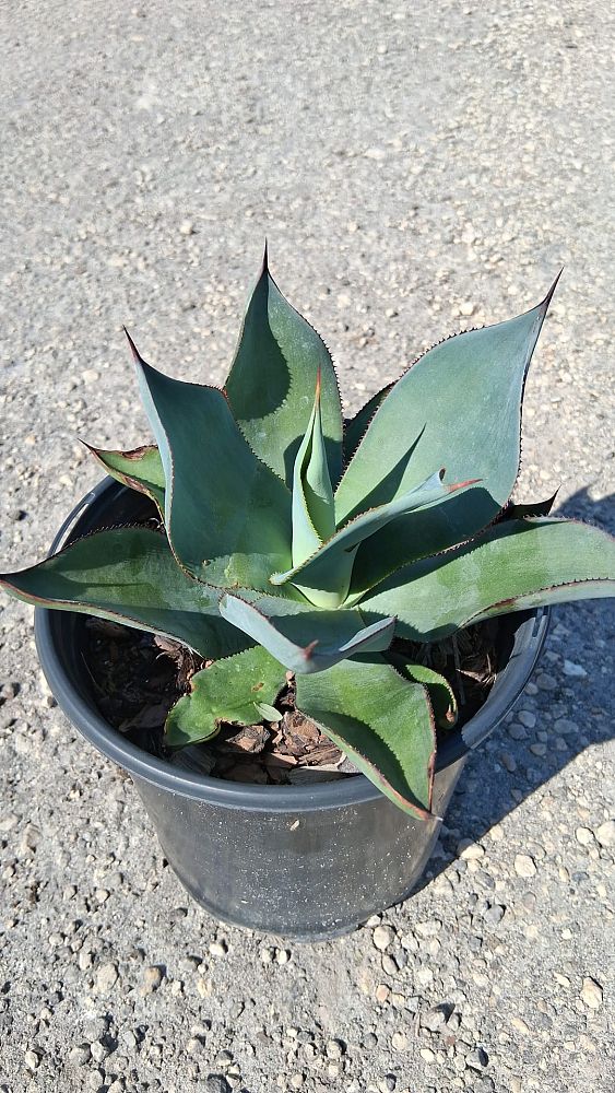 agave-celsii-nova-nova-agave