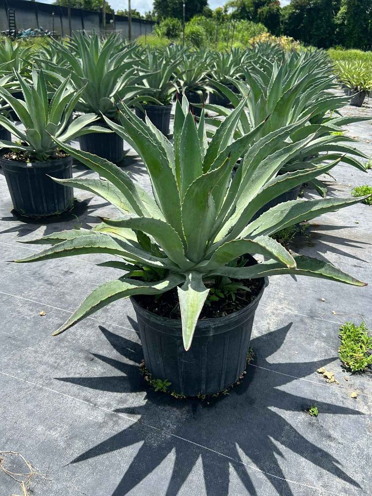 agave-desmettiana-dwarf-century-plant