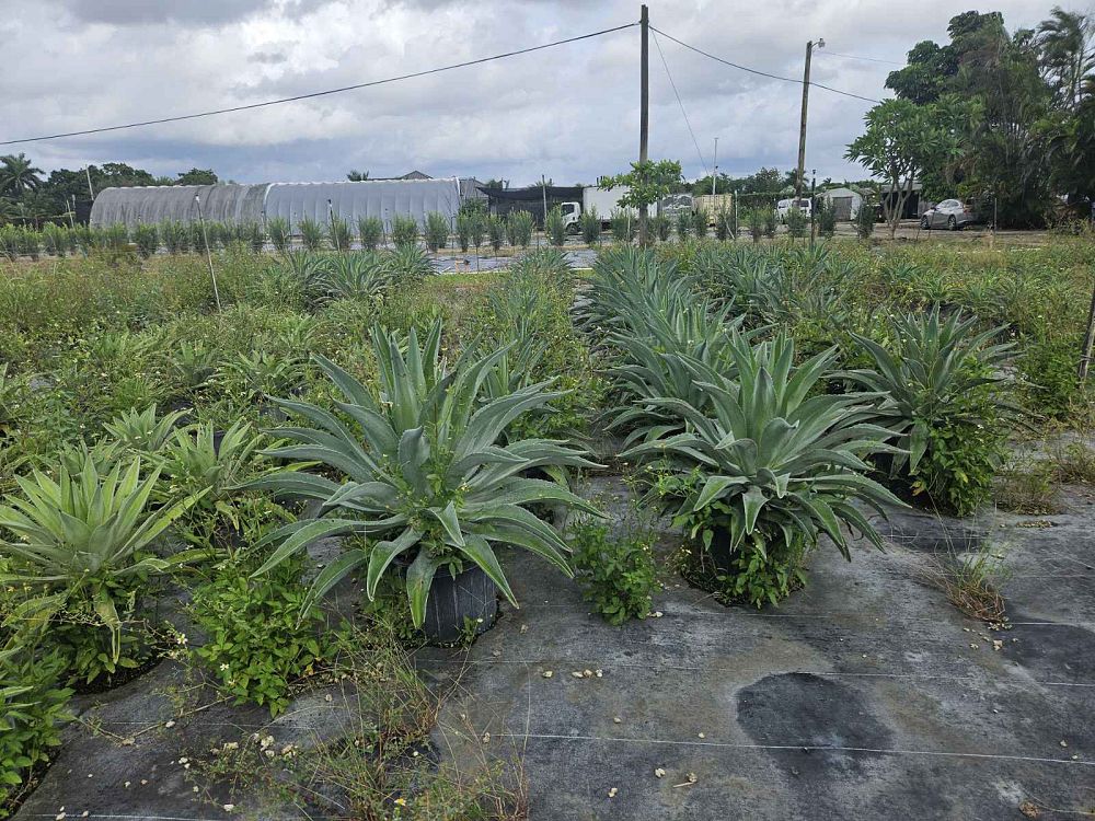 agave-desmettiana-dwarf-century-plant