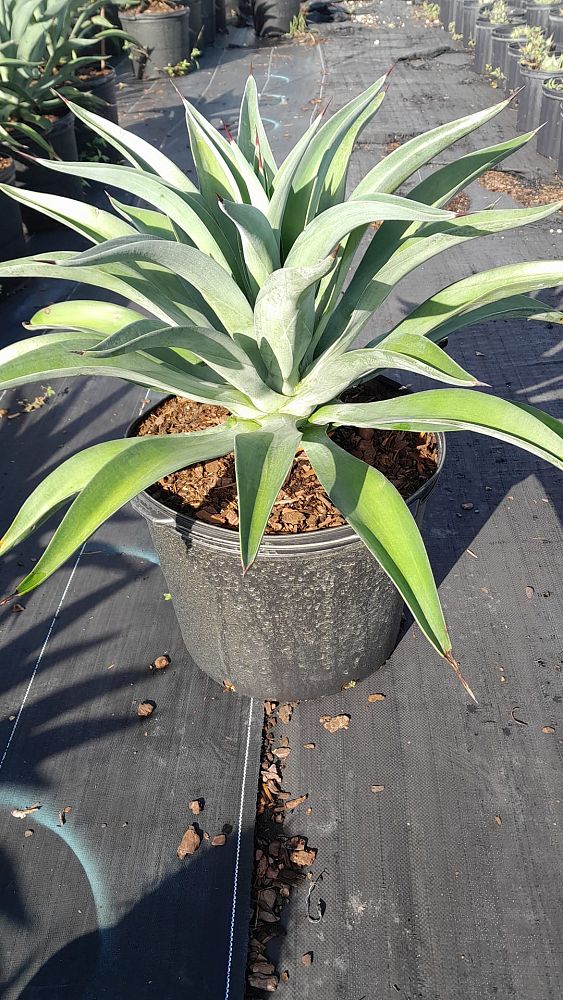 agave-desmettiana-dwarf-century-plant