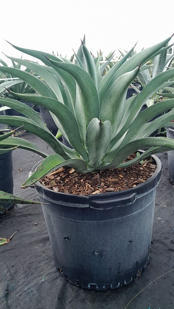 agave-desmettiana-dwarf-century-plant