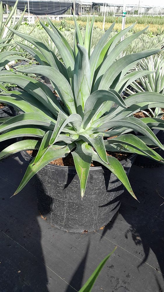 agave-desmettiana-dwarf-century-plant