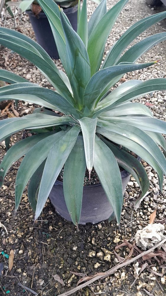 agave-desmettiana-dwarf-century-plant