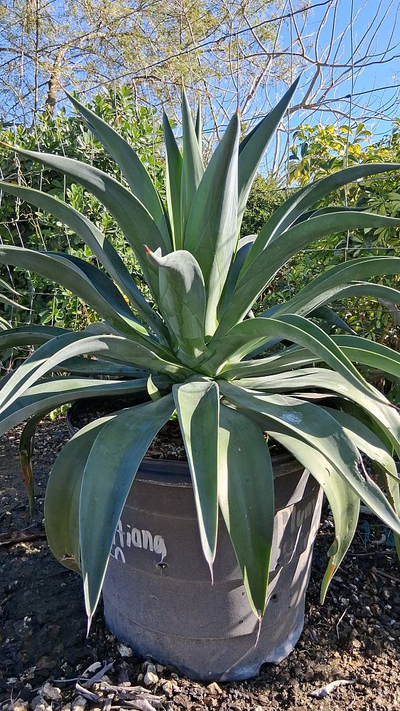 agave-desmettiana-dwarf-century-plant