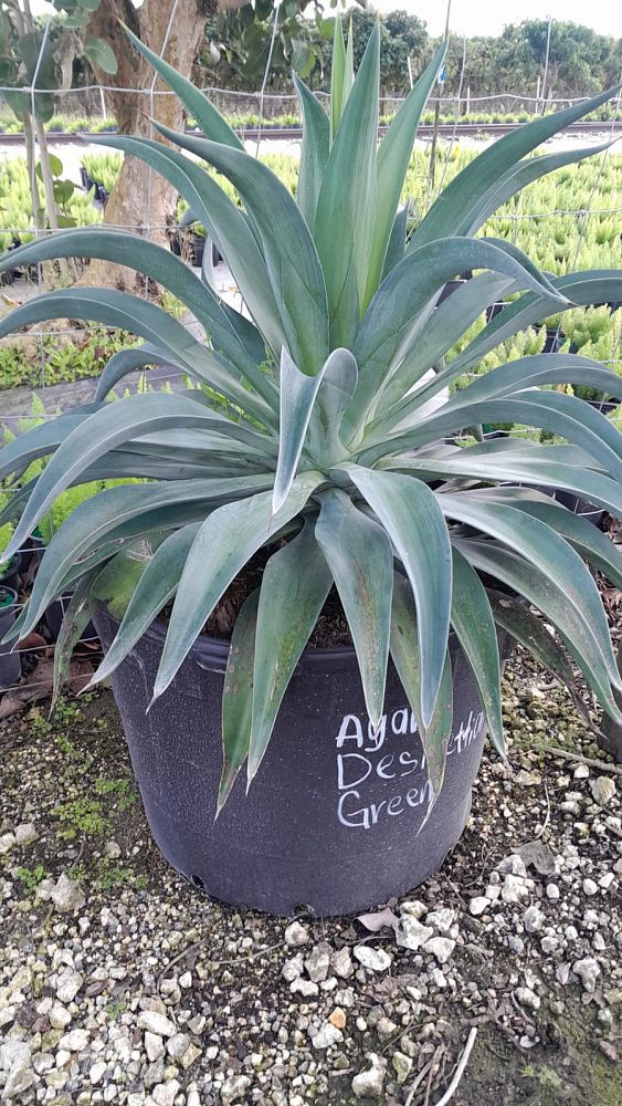 agave-desmettiana-dwarf-century-plant