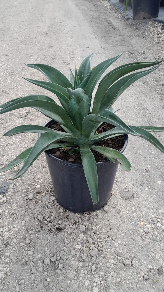 agave-desmettiana-dwarf-century-plant