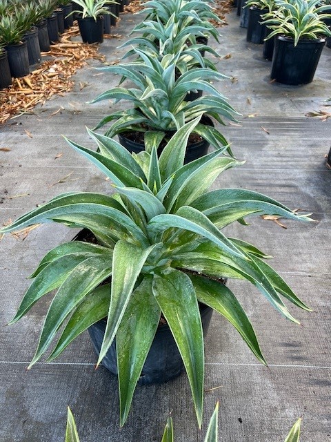 agave-desmettiana-dwarf-century-plant