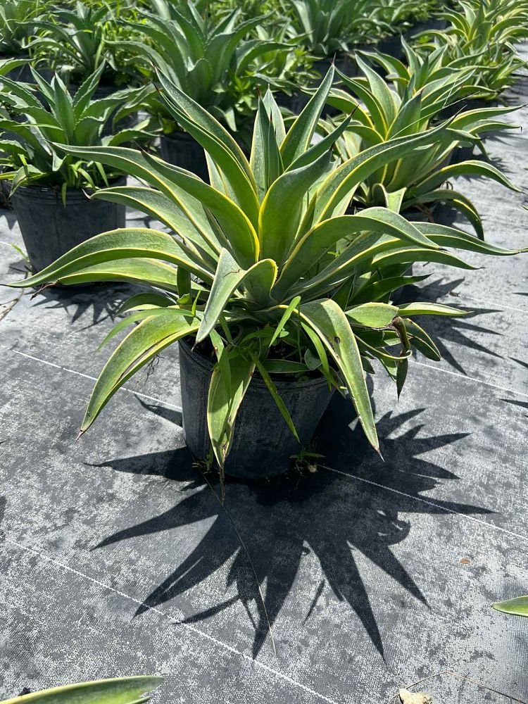 agave-desmettiana-variegata-dwarf-century-plant